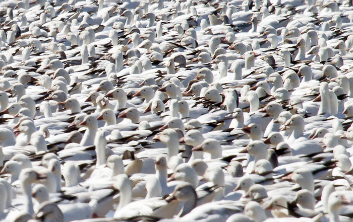 Snow Geese, Bosque del Apache National Wildlife Refuge, San Antonio NM, February 23, 2011 Snow Geese, Bosque del Apache National Wildlife Refuge, San Antonio NM, February 23, 2011