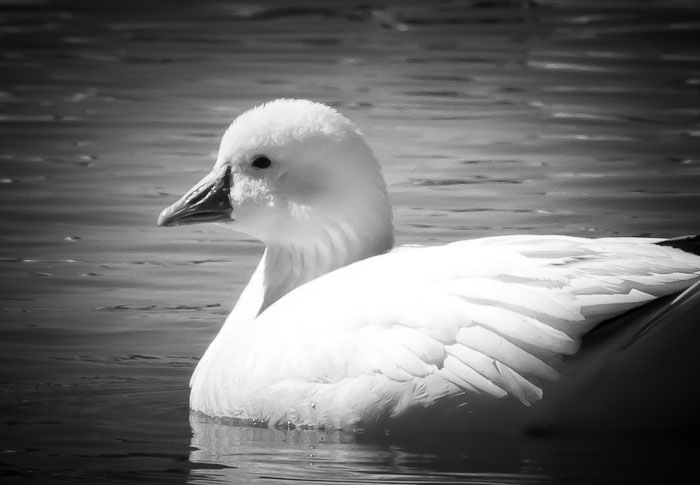 Snow Goose, Bosque del Apache National Wildlife Refuge, San Antonio NM, February 23, 2011 Snow Goose, Bosque del Apache National Wildlife Refuge, San Antonio NM, February 23, 2011