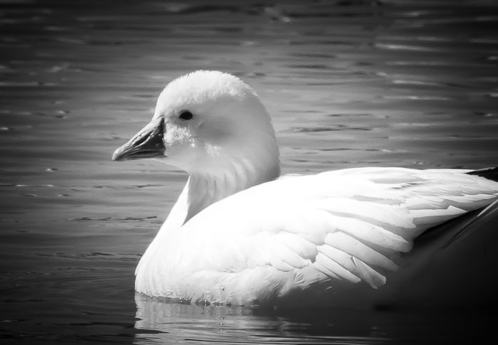 Snow Goose, Bosque del Apache National Wildlife Refuge, San Antonio NM, February 23, 2011