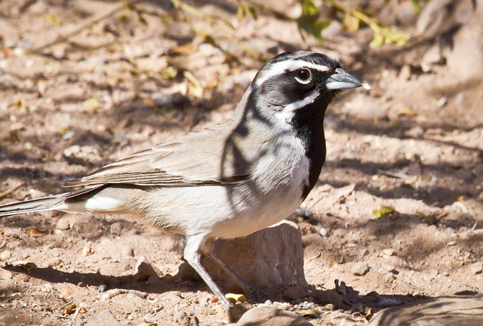 Black-throated Sparrow, San Antonio NM, March 5, 2011