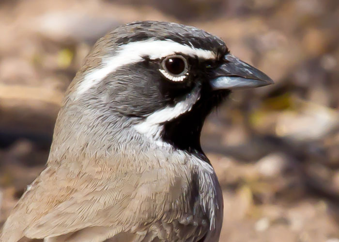 Black-throated Sparrow, Bosque Birdwatchers RV Park, San Antonio NM, March 5, 2011