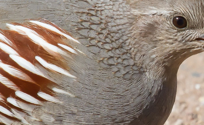 Gambel's Quail, Bosque Birdwatchers RV Park, San Antonio NM, March 5, 2011