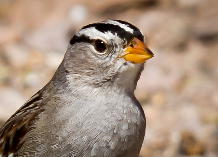 White-crowned Sparrow, Bosque Birdwatchers RV Park, San Antonio NM, March 5, 2011