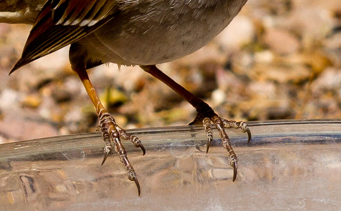 Get a Grip, White-crowned Sparrow, Bosque Birdwatchers RV Park, San Antonio NM, March 5, 2011