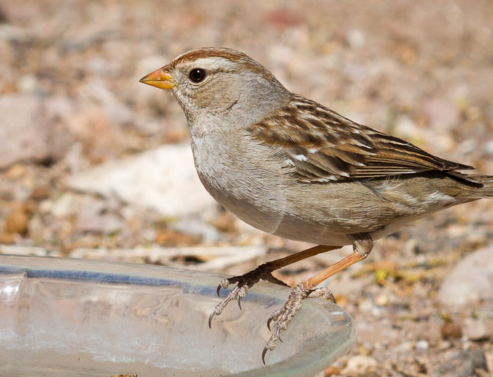 White-crowned Sparrow, Bosque Birdwatchers RV Park, San Antonio NM, March 5, 2011 White-crowned Sparrow, Bosque Birdwatchers RV Park, San Antonio NM, March 5, 2011