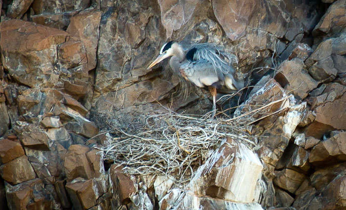 At the Nest, Great Blue Heron, Burro Creek, March 27, 2011