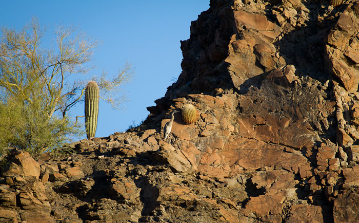 Nice Hat!, Great Blue Heron, Burro Creek AZ, March 28, 2011