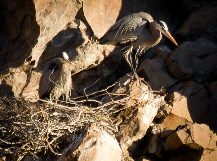 I'm off - that nest needs a few more sticks, Great Blue Herons, Burro Creek AZ, March 28, 2011