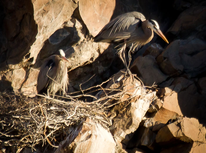 I'm off - that nest needs a few more sticks, Great Blue Herons, Burro Creek AZ, March 28, 2011 I'm off - that nest needs a few more sticks, Great Blue Herons, Burro Creek AZ, March 28, 2011