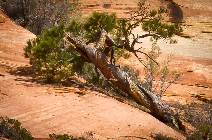 Hangin' in There, Zion National Park, April 11, 2011 Hangin' in There, Zion National Park, April 11, 2011