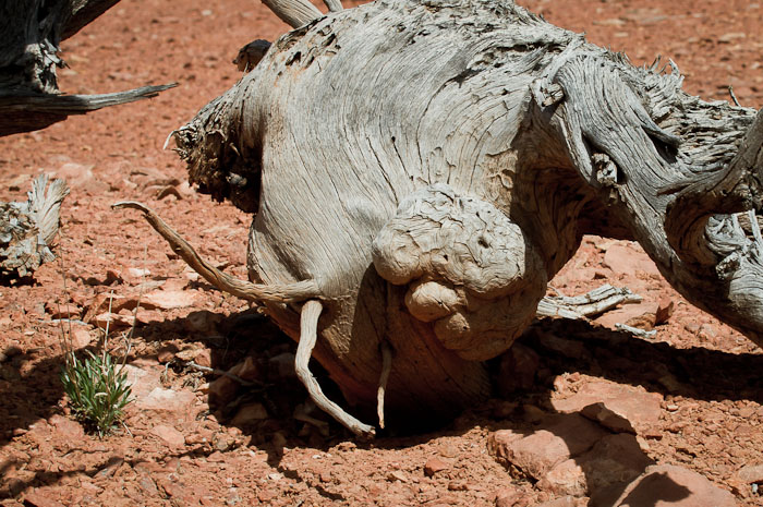 Desert Catfish, Dead, with Toes, Escalante UT, April 17, 2011