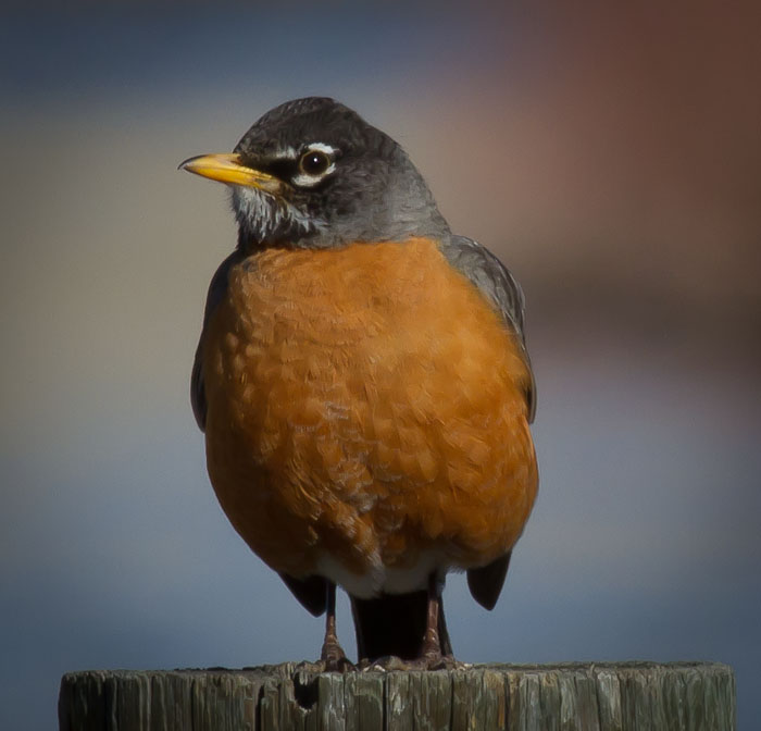 American Robin, Dugway Recreation Area, Sinclair WY, May 1, 2011