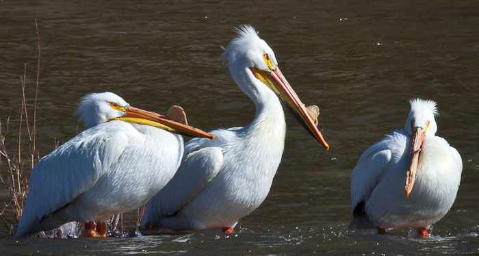 Cold on the River, American White Pelicans, Dugway Ramp Recreation Area, Sinclair WY, May 1, 2011 Cold on the River, American White Pelicans, Dugway Ramp Recreation Area, Sinclair WY, May 1, 2011