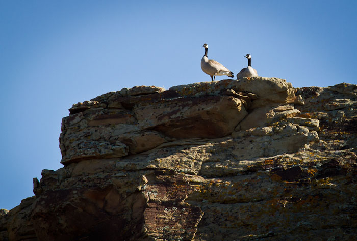 Greeting a New Day, Canada Geese, Dugway Ramp Recreation Area, Sinclair WY, May 1, 2011