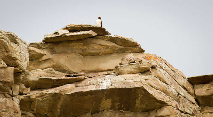 Overlook, Red-tailed Hawk, Dugway Recreation Area, North Platte River, Sinclair WY, May 1, 2011