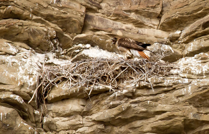 Shout Out, Red-tailed Hawk, Dugway Recreation Area, North Platte River, Sinclair WY, May 1, 2011