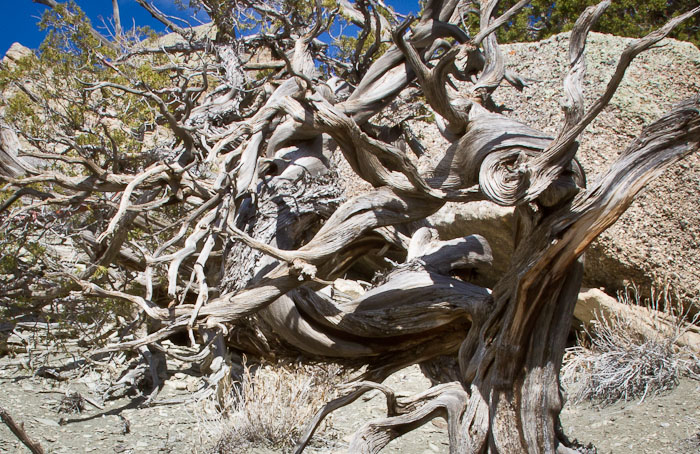 Grow up? Why?, Western Juniper, Alcova Reservoir, Alcova WY, May 2, 2011