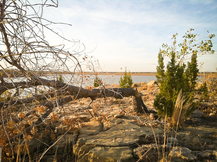 Gnawed, Sumner Lake State Park, Fort Sumner NM, November 4, 2011