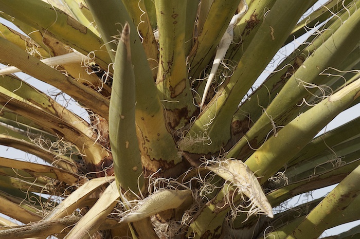 Yucca Fur, Oliver Lee Memorial State Park, Alamogordo NM, November 12, 2011