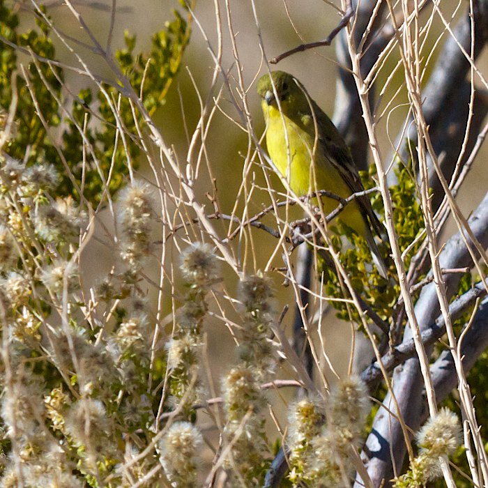 Boo!, American Goldfinch, Oliver Lee Memorial State Park, Alamogordo NM, November 18, 2011