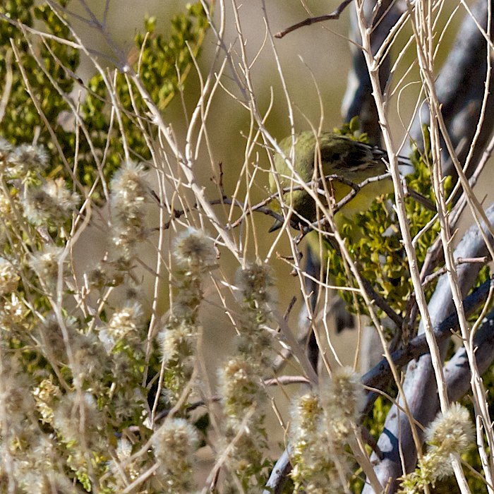 See the Birdy, American Goldfinch, Oliver Lee Memorial State Park, Alamogordo NM, November 18, 2011