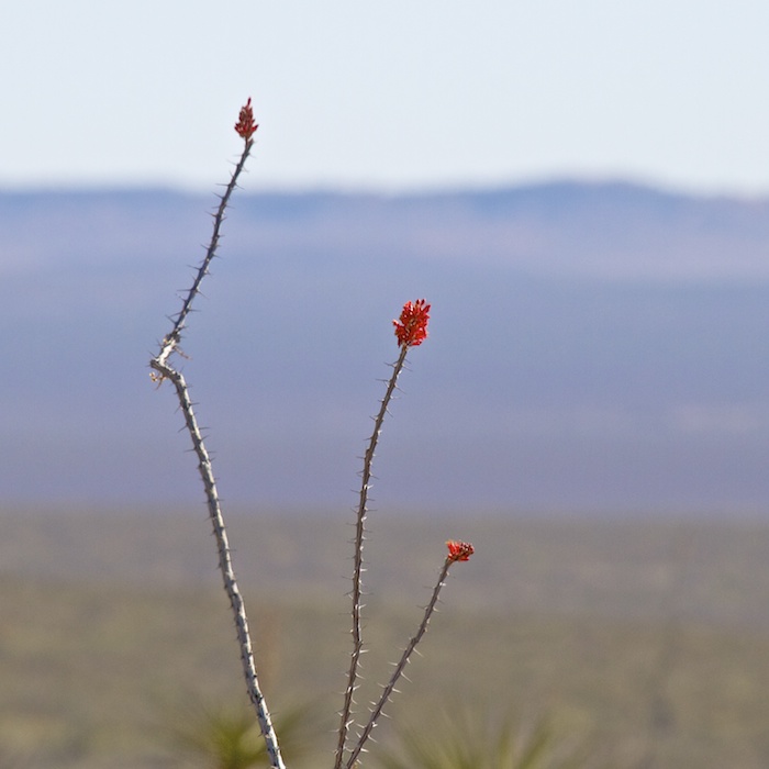 Ocatillo, Oliver Lee Memorial State Park, Alamogordo NM, November 18, 2011