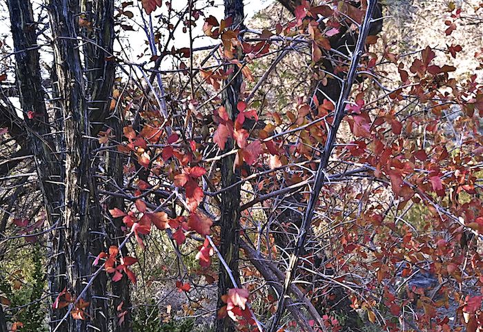 Ocotillo & Red, Oliver Lee Memorial State Park, Alamogordo NM, November 20, 2011