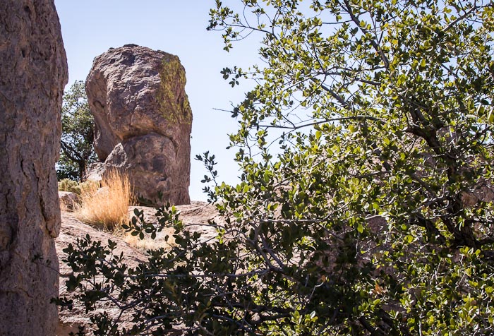 Grumpy, City of Rocks State Park, Faywood NM, March 6, 2012