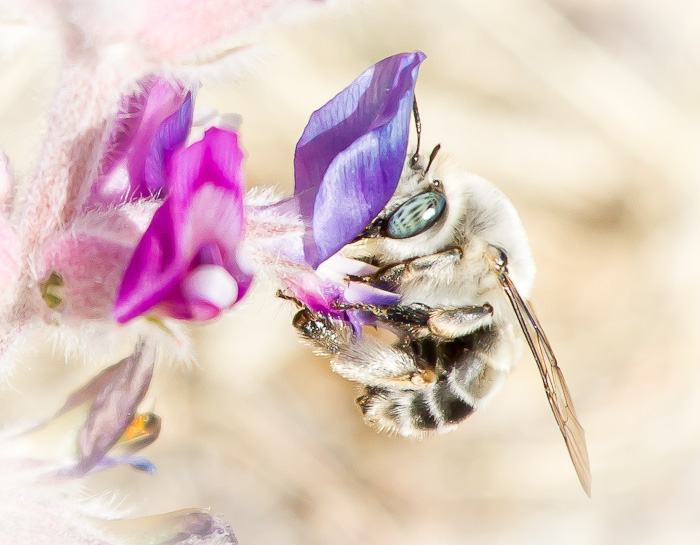 Busy Bee, City of Rocks State Park, Faywood NM, March 24, 2012