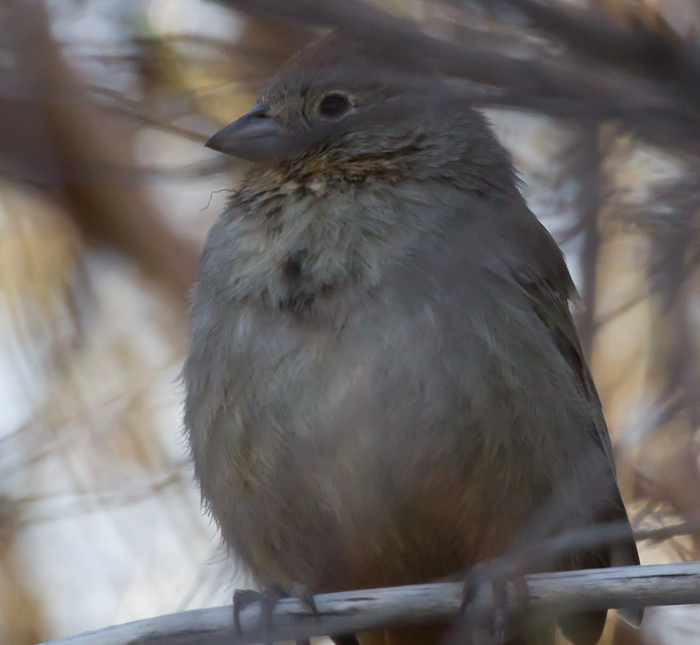 Canyon Towhee, Paseo del Rio Campground, Elephant Butte NM, April 1, 2012