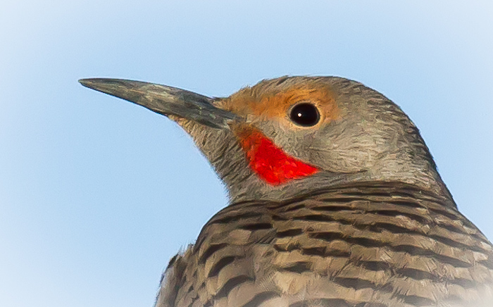 Northern Flicker, Elephant Butte NM, April 1, 2012