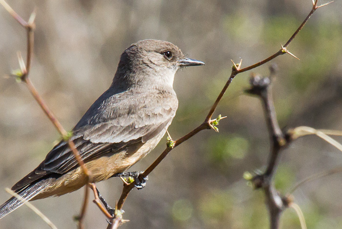 Say's Phoebe, Elephant Butte NM, April 1, 2012