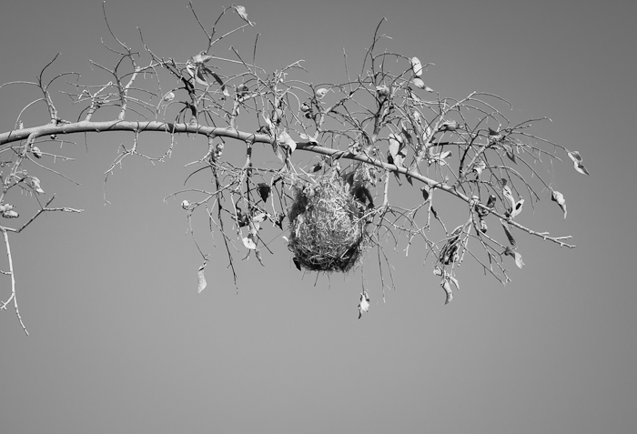 Oriole Nest, Paseo del Rio, Elephant Butte NM, April 2, 2012 Oriole Nest, Paseo del Rio, Elephant Butte NM, April 2, 2012