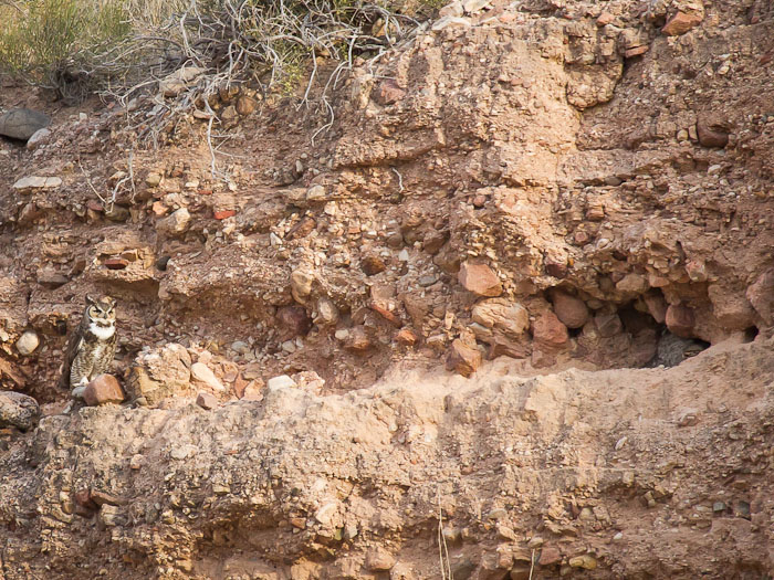 Great Horned Owls and Nest, Caballo Lake State Park, Caballo NM, April 22, 2012