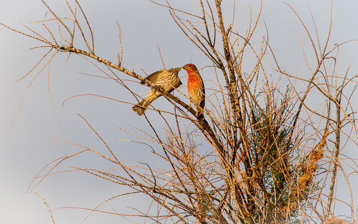 Sharing, House Finches, Caballo Lake State Park, Caballo NM, April 23, 2012