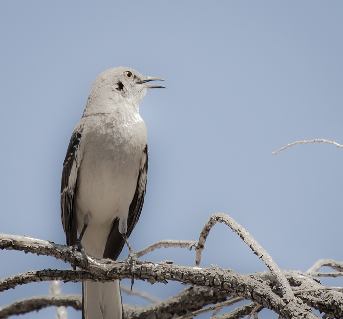 When the Mockingbird Sings, Caballo Lake State Park, Caballo NM, April 23, 2012