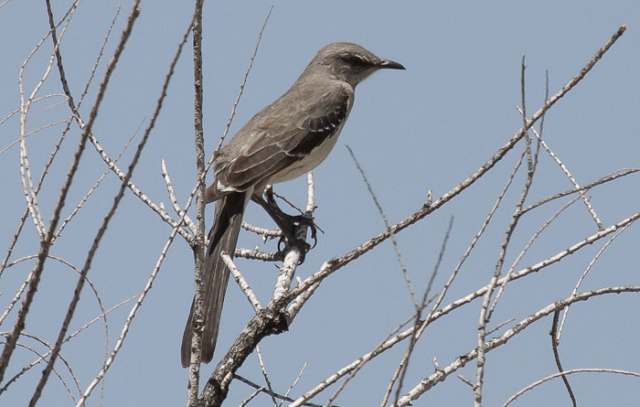 And Now For My Next Trick.., Northern Mockingbird, Caballo Lake State Park, Caballo NM, April 23, 2012