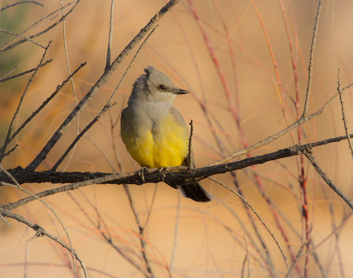 Western Kingbird, Caballo Lake State Park, Caballo NM, April 23, 2012