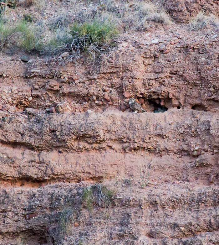 Dusk at the Nest - Getting Ready For Work, Great Horned Owls, Caballo Lake State Park, Caballo NM, April 28, 2012