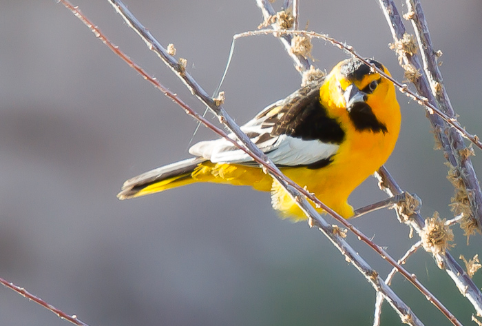 What You Lookin' at Boy?, Bullock's Oriole, Caballo Lake State Park, Caballo NM, May 1, 2012 What You Lookin' at Boy?, Bullock's Oriole, Caballo Lake State Park, Caballo NM, May 1, 2012