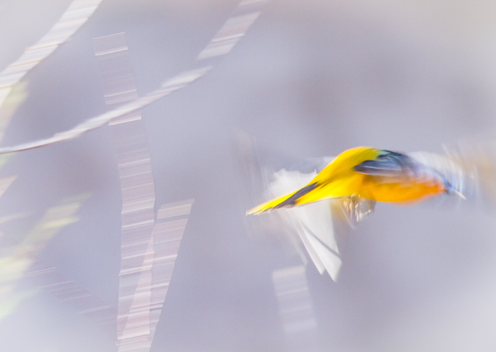 Bullock's Oriole, Caballo Lake State Park, Caballo NM, May 1, 2012