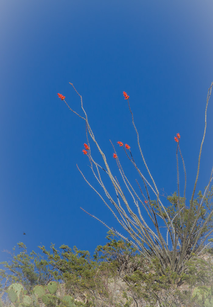 Ocotillo, Caballo Lake State Park, Caballo NM, May 1, 2012