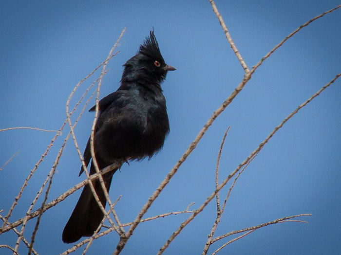 Phainopepla on a Stick, Caballo Lake State Park, Caballo NM, May 5, 2012 Phainopepla on a Stick, Caballo Lake State Park, Caballo NM, May 5, 2012