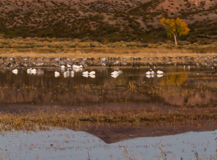 Night Watch, Bosque del Apache National Wildlife Refuge, San Antonio NM, October 31, 2012