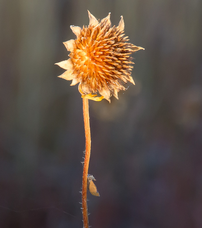 Seed head, Bosque del Apache National Wildlife Refuge, San Antonio NM, November 2, 2012