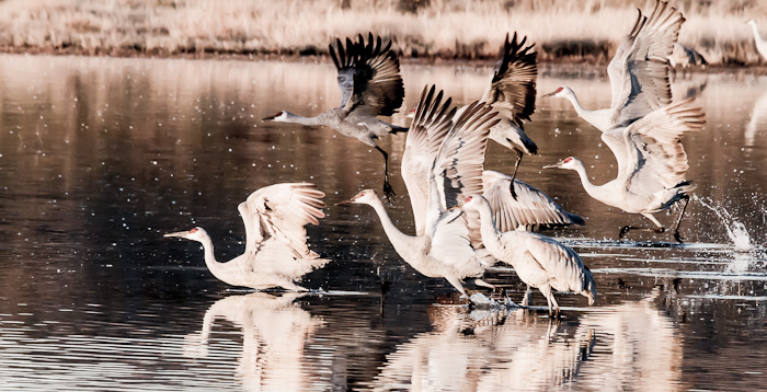 Takeoff, Sandhill Cranes, Bosque del Apache National Wildlife Refuge, San Antonio NM, November 6, 2012