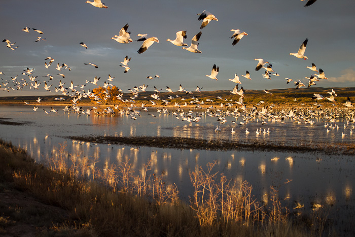Boom!, Snow geese flying out, Bosque del Apache National Wildlife Refuge, San Antonio NM, November 9, 2012 Boom!, Snow geese flying out, Bosque del Apache National Wildlife Refuge, San Antonio NM, November 9, 2012