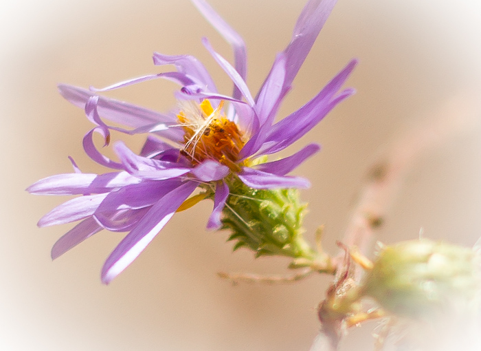 Aster, Bosque del Apache National Wildlife Refuge, San Antonio NM, November 10, 2012