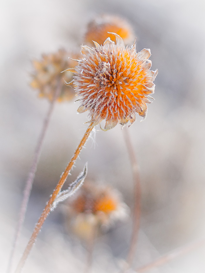 Weed, Bosque del Apache National Wildlife Refuge, San Antonio NM, November 11, 2012