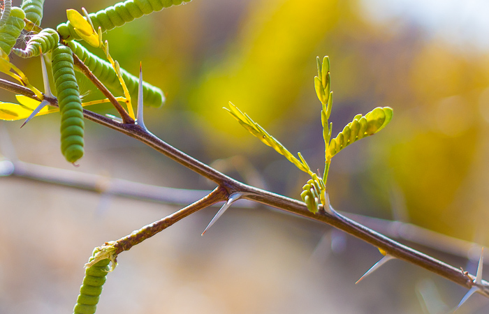 Screwbean, Bosque del Apache National Wildlife Refuge, San Antonio NM, November 10, 2012